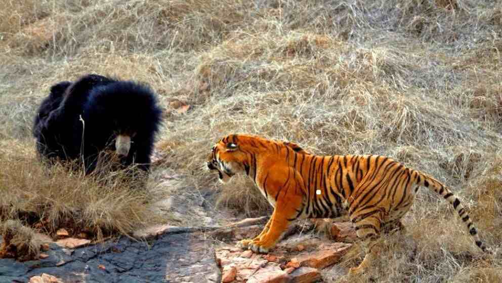 老虎与熊相遇，谁的战斗力更强？大数据分析告诉你答案