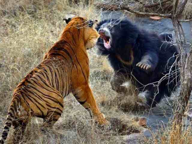 老虎和熊谁厉害|老虎与熊相遇，谁的战斗力更强？