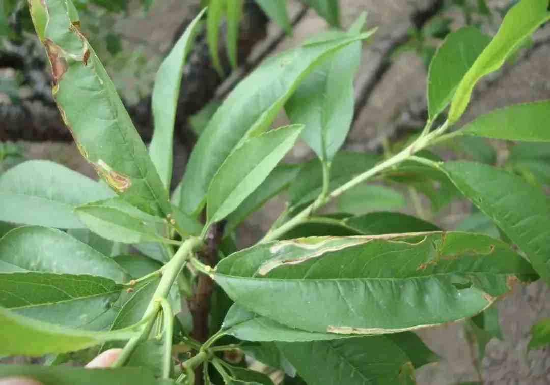 桃树9种重点虫害高清图谱及防治方案介绍