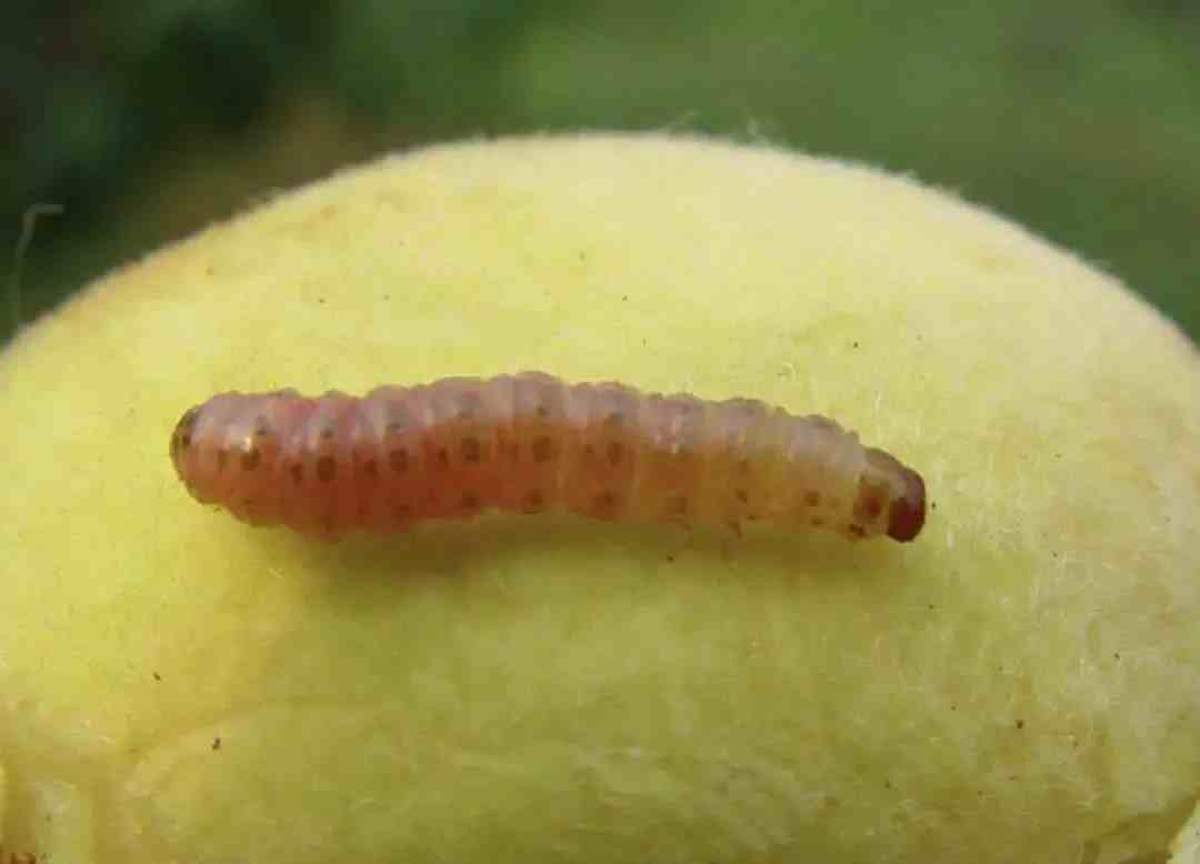桃树病虫害图片|桃树9种重点虫害高清图谱及防治方案介绍