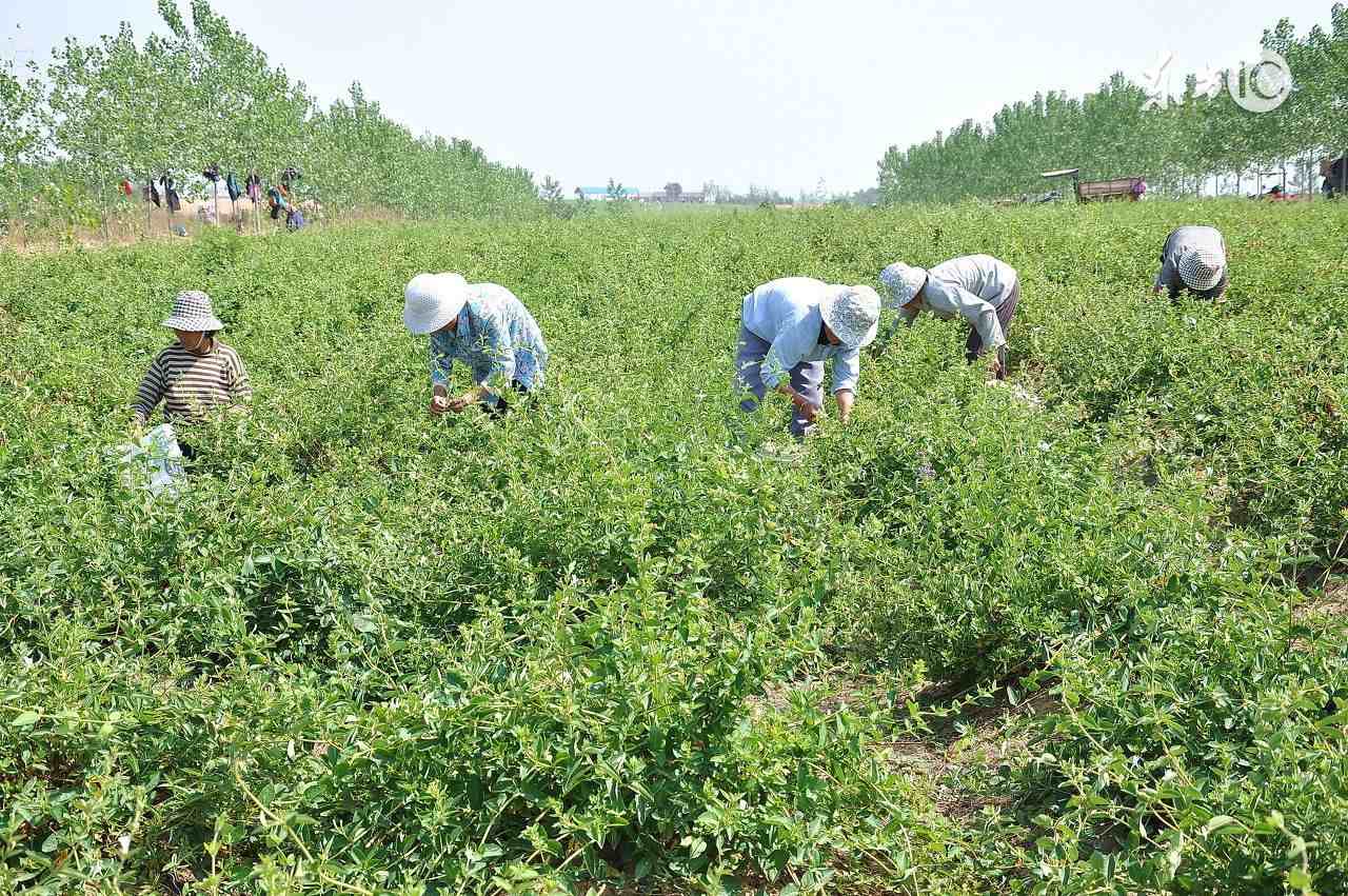 农业标准化生产|标准化养牛场