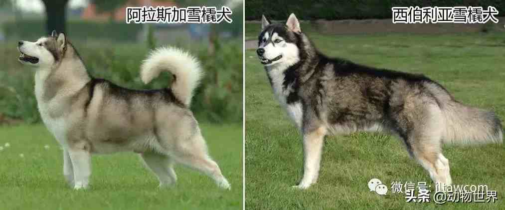 世界犬种-阿拉斯加雪橇犬