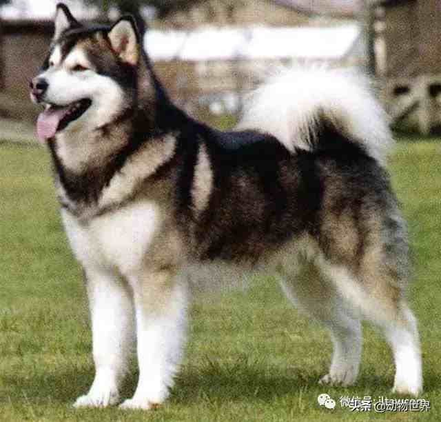 阿拉斯加雪撬犬|世界犬种-阿拉斯加雪橇犬