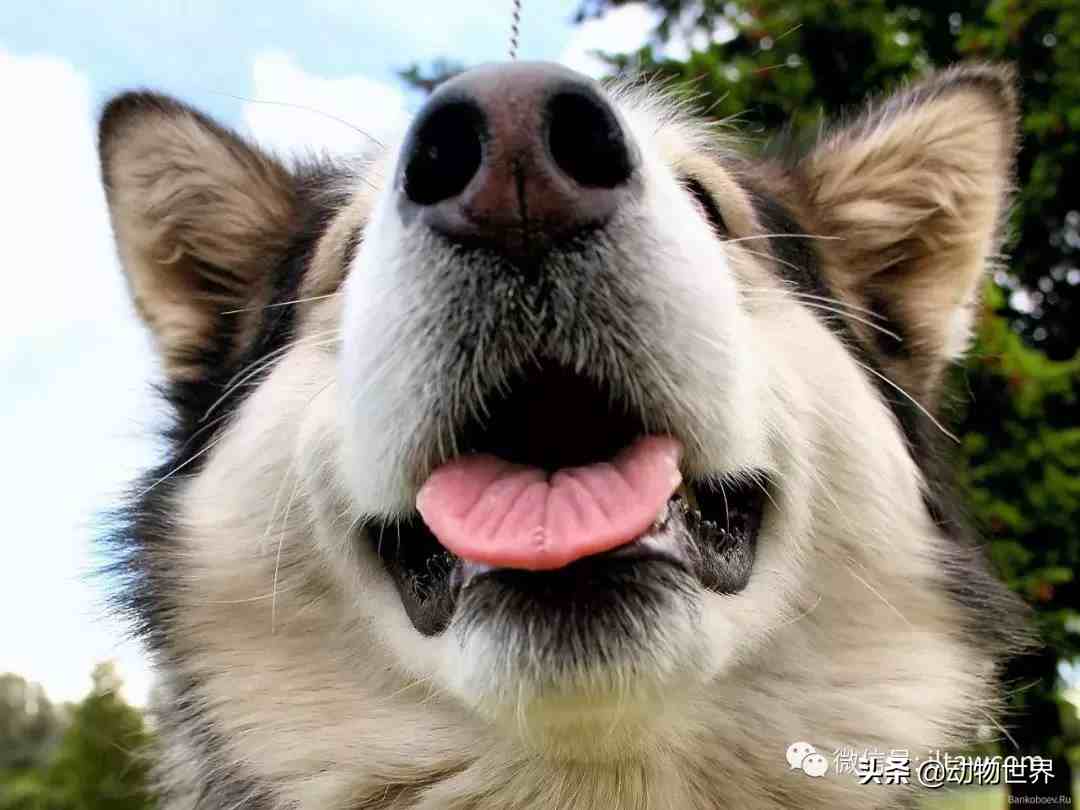 世界犬种-阿拉斯加雪橇犬