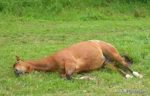马是怎样睡觉的| 马是一种古老的动物