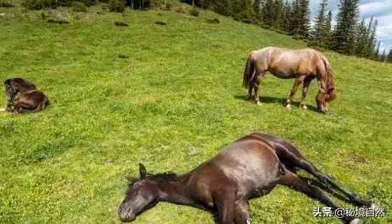 马是怎样睡觉的| 马是一种古老的动物