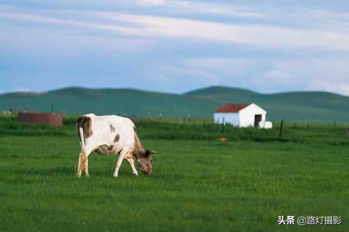 中国四大草原|中国最令人心动的4大草原