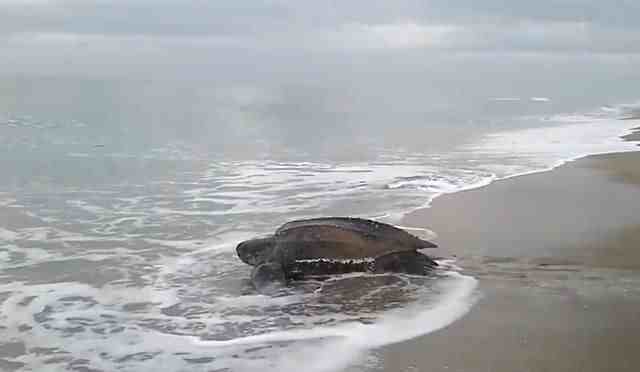 世界上最大的海龟，重达1吨体长2米，捕食都是直接吞进去