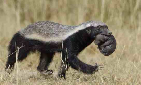天不怕地不怕的蜜獾最害怕什么？说出来你都不敢信！