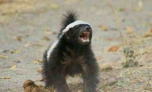 天不怕地不怕的蜜獾最害怕什么？说出来你都不敢信！
