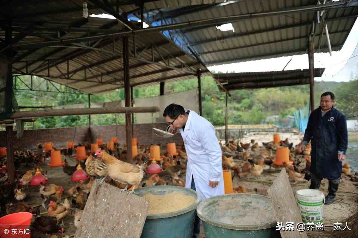 土鸡养殖技术|养鸡1000只需投资多少