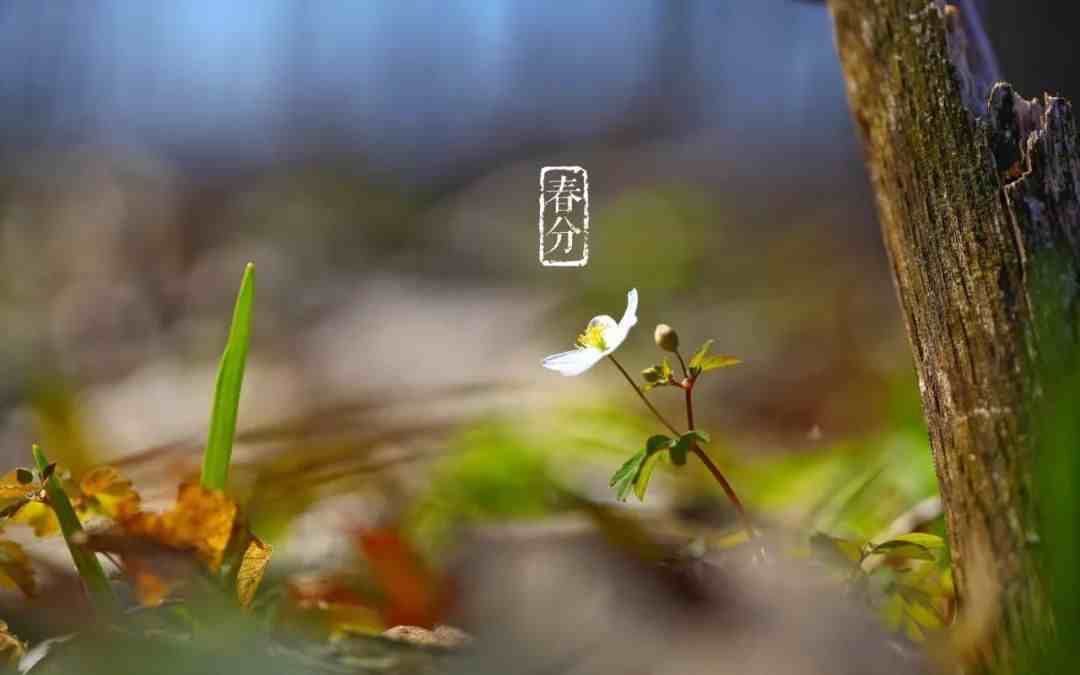 春分的诗句|十二首春分的诗词