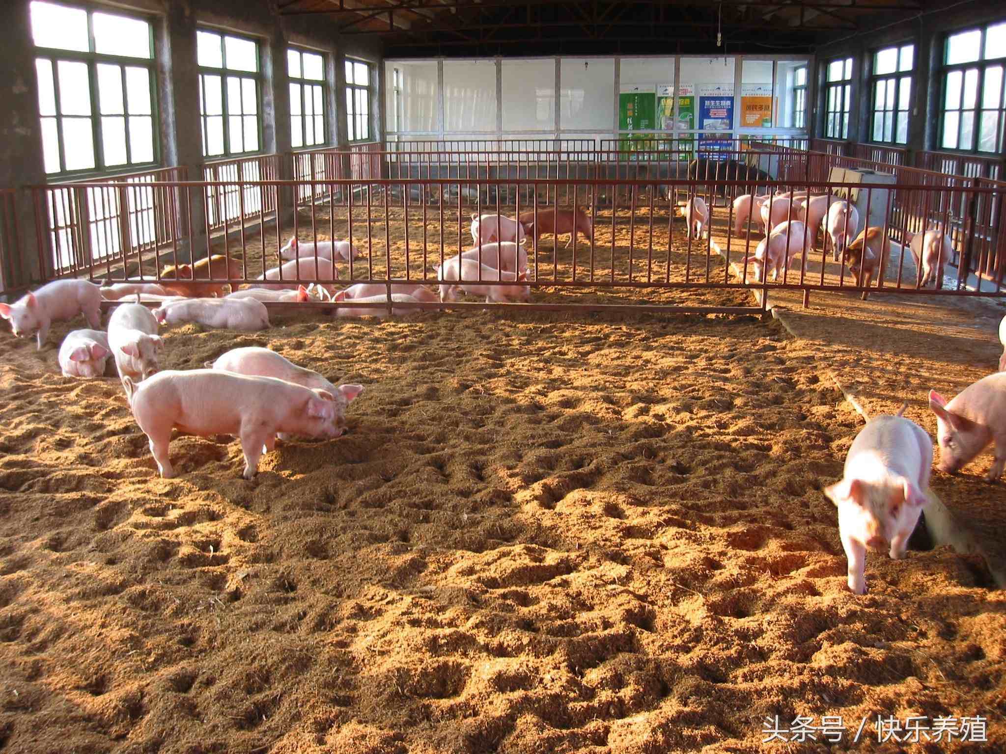 懒汉养猪法|发酵床养猪，懒汉真能驾驭的了？