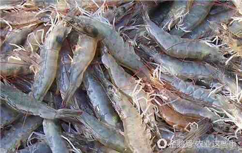 在农业养殖中，你知道对虾的呼吸器官是什么吗？
