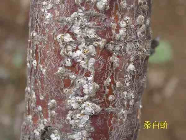 樱桃园中常见病虫害及其防治措施