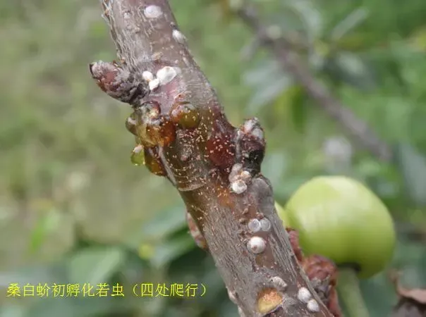 樱桃园中常见病虫害及其防治措施