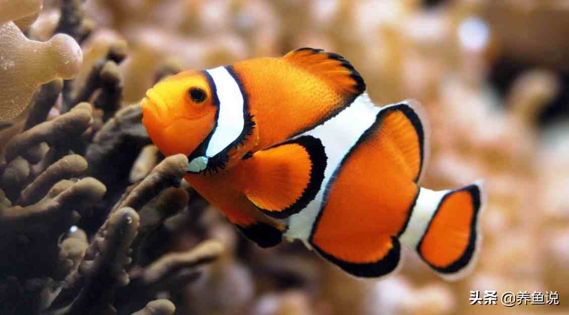 辟谣：鱼的记忆真的仅有7秒吗？一个实验告诉你观赏鱼有多聪明