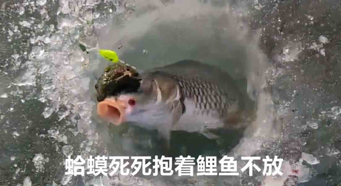 癞蛤蟆为啥会牢牢抱住鱼眼睛，导致鱼儿死亡？它究竟在生什么气？