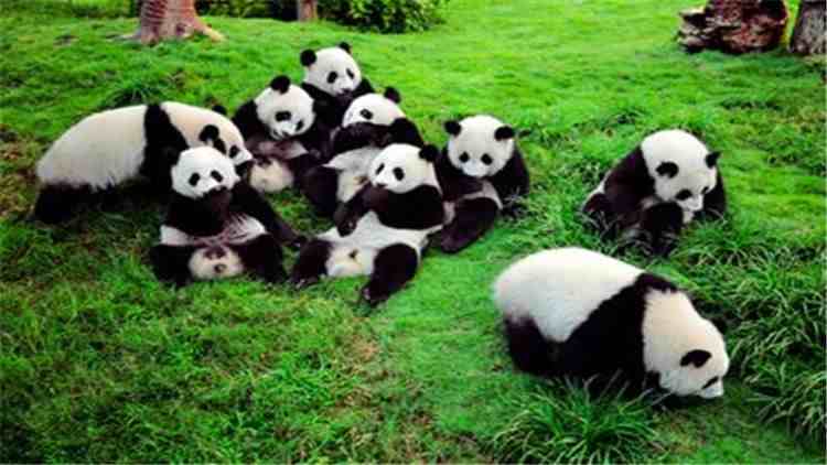 熊猫的特点|大熊猫的生活习性你知道吗？