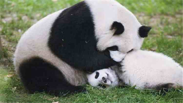 熊猫的特点|大熊猫的生活习性你知道吗？