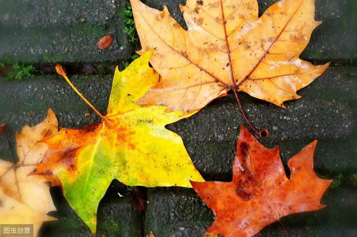 描写秋天景色的文章|关于描写秋天景色的抒情散文