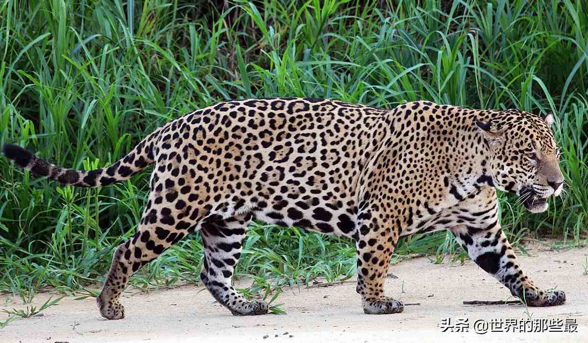 南美最小的猫科动物，因实力不济，常常过得提心吊胆