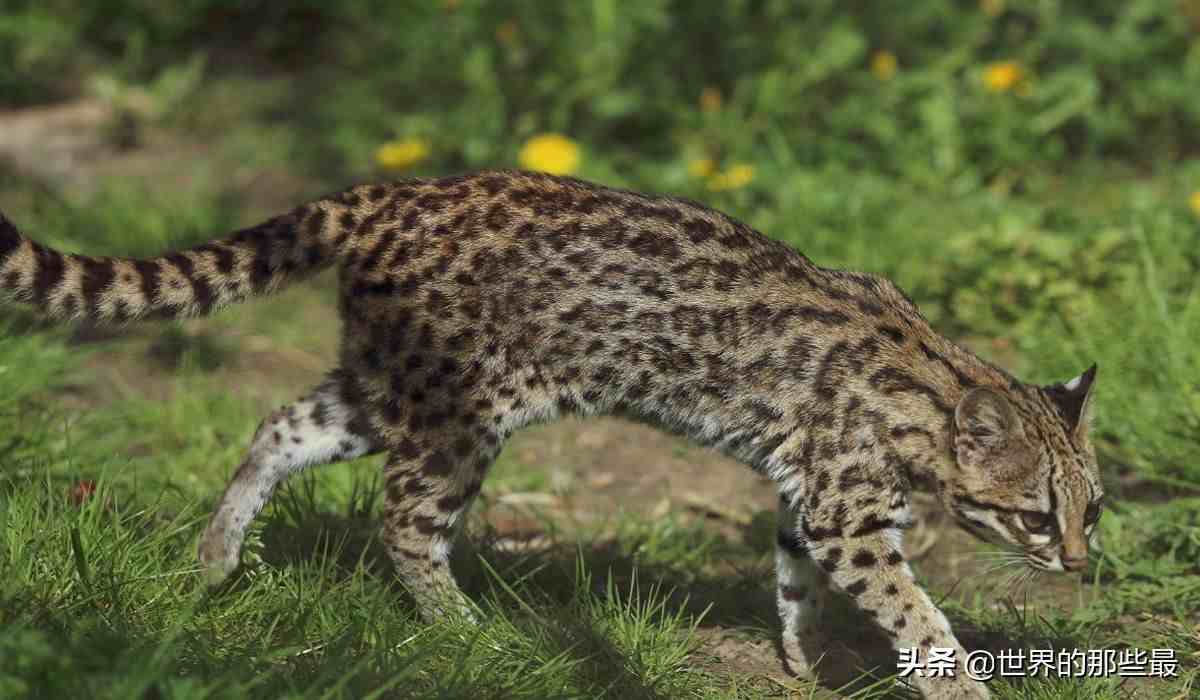 南美最小的猫科动物，因实力不济，常常过得提心吊胆