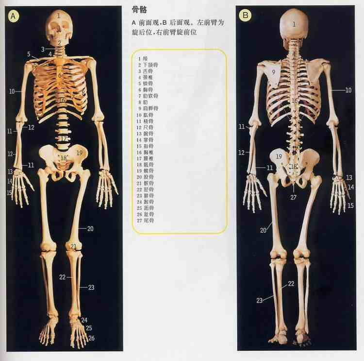 史上最全的人体（组织器官）全图