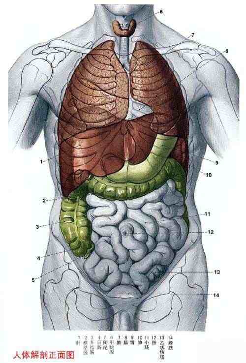 人体内脏结构图|五脏六腑图片 位置图