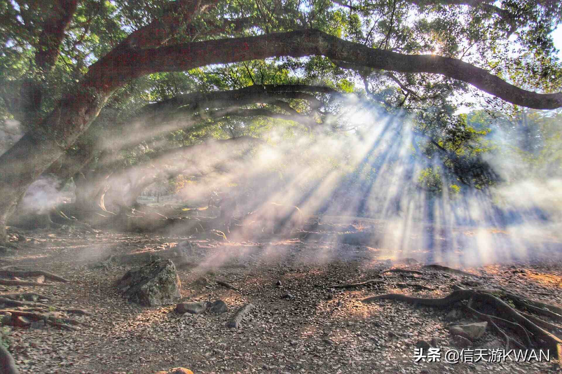 霞浦杨家溪，陶渊明诗中的归园田居，吸引了无数摄影师那颗大榕树