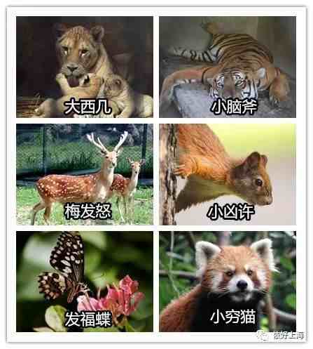 上海西郊动物园|上海西郊动物园门票多少钱