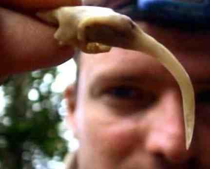 加蓬咝蝰，世界上毒牙最长的蛇（长达5cm）