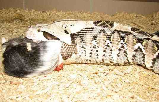 加蓬咝蝰，世界上毒牙最长的蛇（长达5cm）
