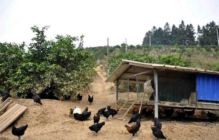 养鸡技术｜林地生态鸡舍基本要求及鸡舍布置方法