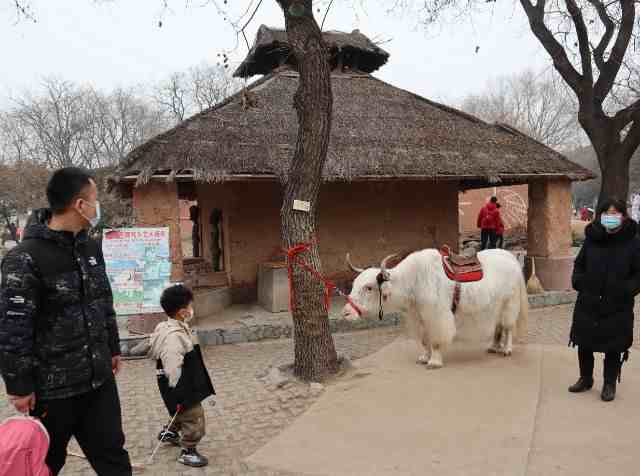 新春游园，市民在世界公园体验各国“牛”文化