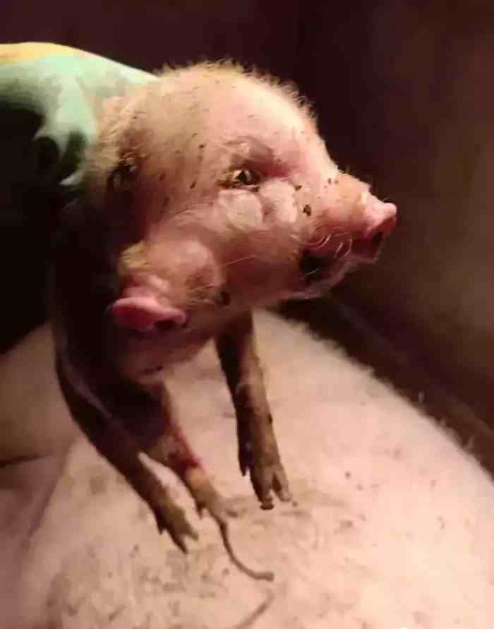 云南镇雄发现一母猪生下一头2张嘴3只眼睛的小猪