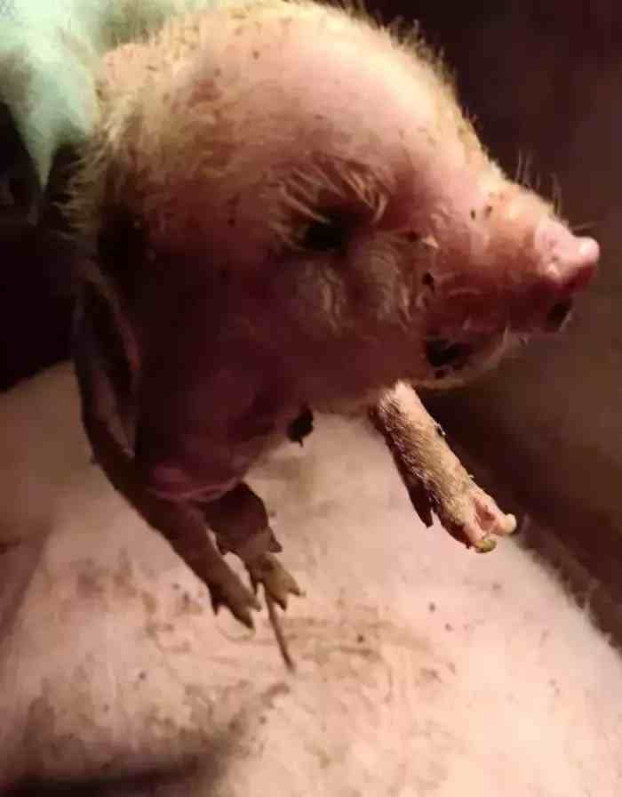云南镇雄发现一母猪生下一头2张嘴3只眼睛的小猪