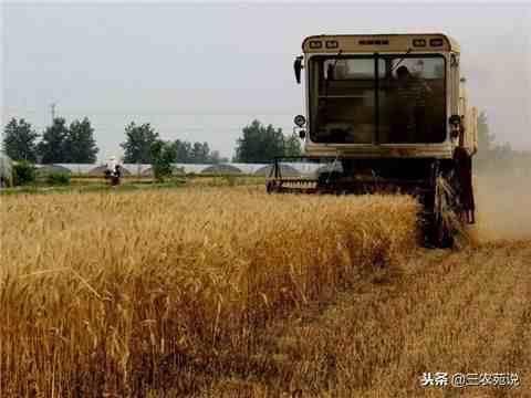 麦子是什么时候成熟？小麦一年可以种几季？