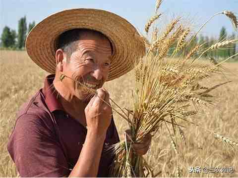 麦子是什么时候成熟？小麦一年可以种几季？