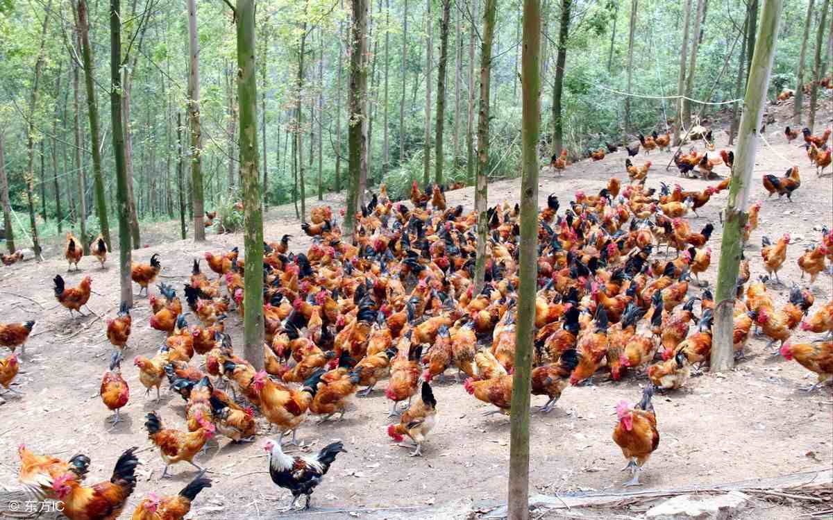 生态养殖鸡|生态养鸡场