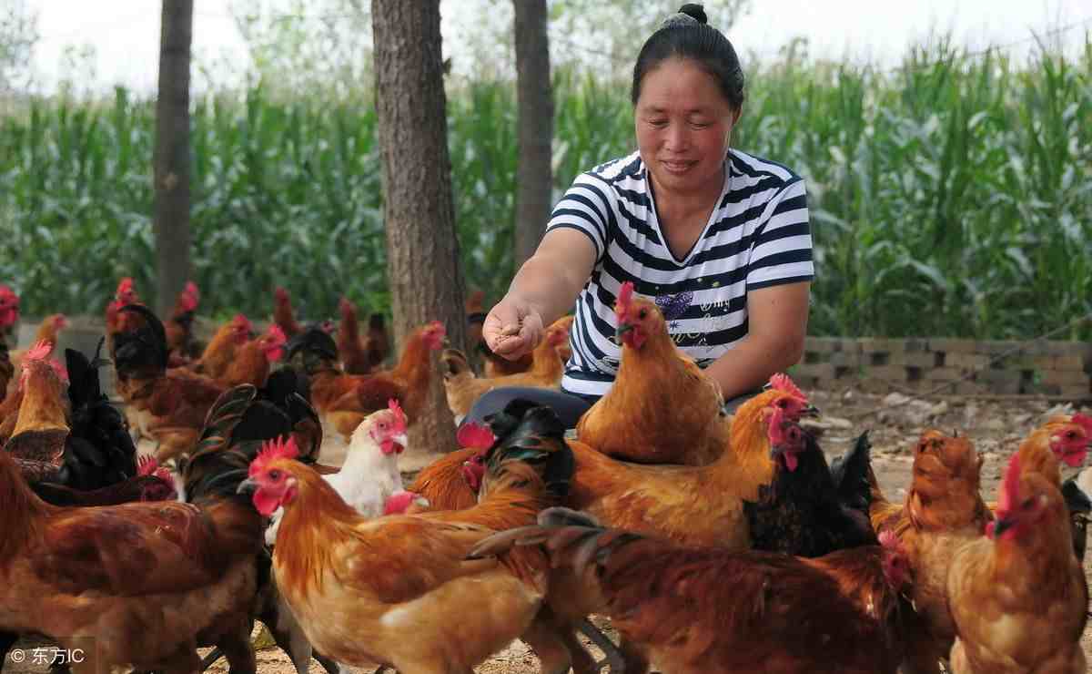 生态养殖鸡|生态养鸡场