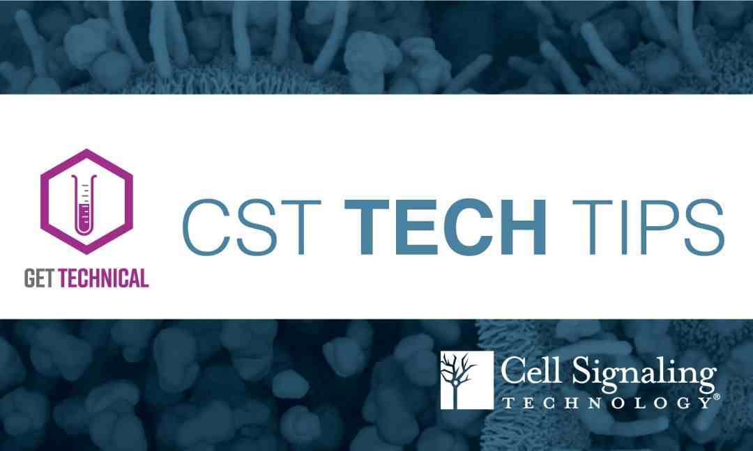 CST Tech Tips--IHC实验中，如何选择抗体稀释液？