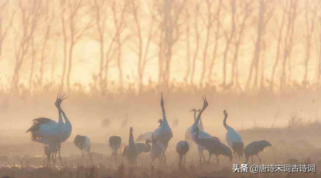 黄鹤一去不复返|黄鹤一去不复返，白云千载空悠悠