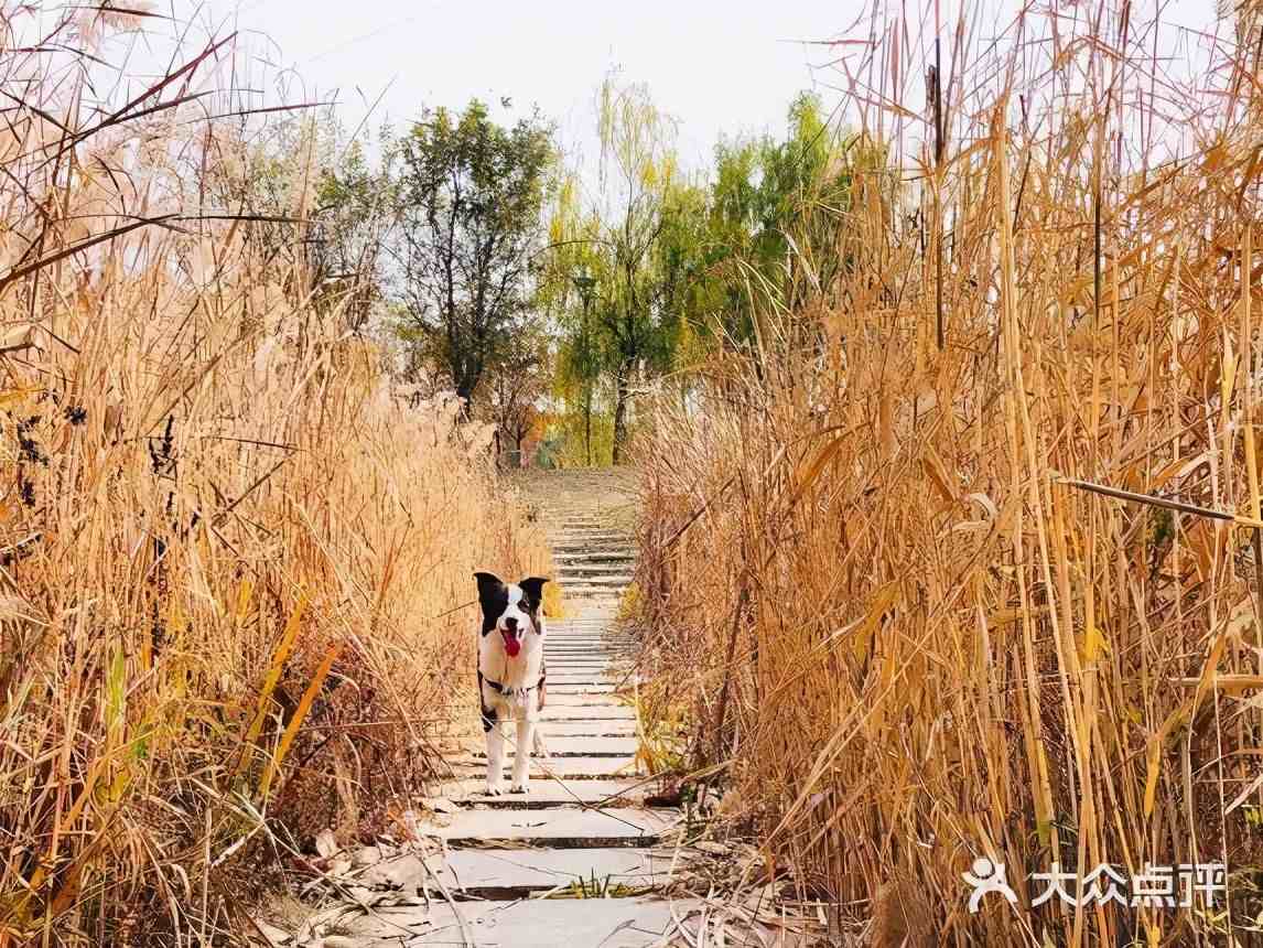 北京有哪些公园可以带宠物去撒欢？