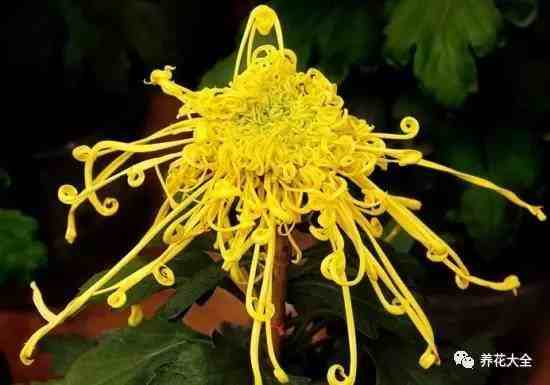 你的花终于有救了，常见24种植物养护技巧！
