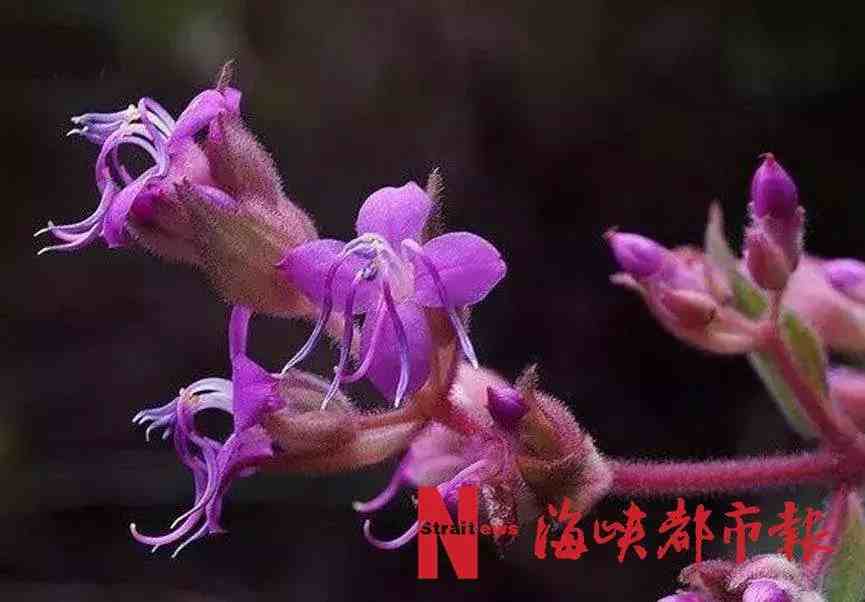 福建发现新的植物物种，它叫毛鸭脚茶