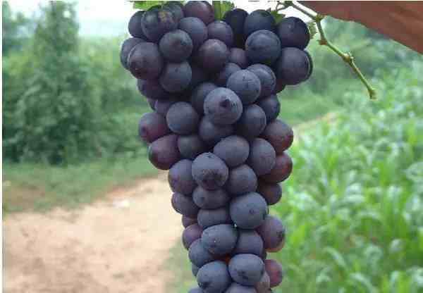 鲜食葡萄品种|几个热门鲜食葡萄品种性状点评