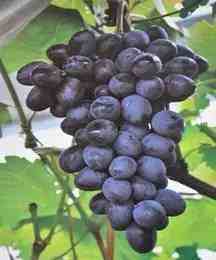 几个热门鲜食葡萄品种性状点评