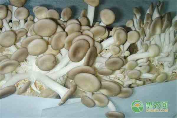 凤尾菇图片|凤尾菇和平菇有哪些区别？