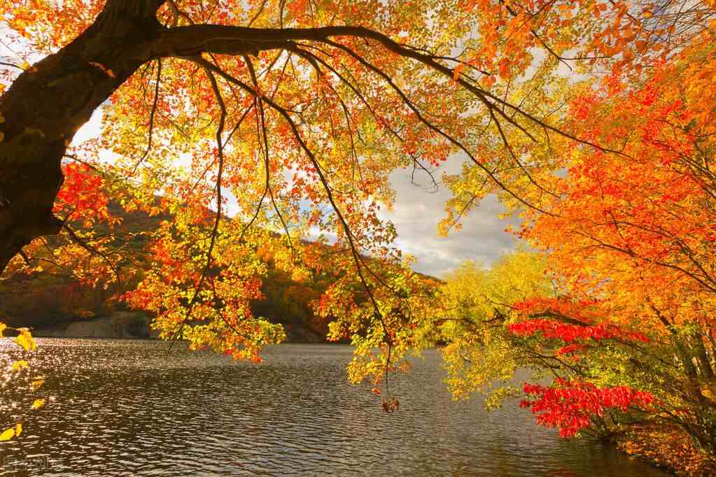 散文：秋景美如画，好想把秋留住